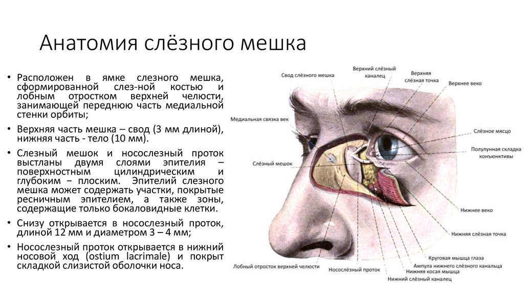 Носослезный канал открывается. Слезный мешок топография. Анатомия глаза слезный мешок. Кровоснабжение слезного мешка. Экстирпация слезного мешка.