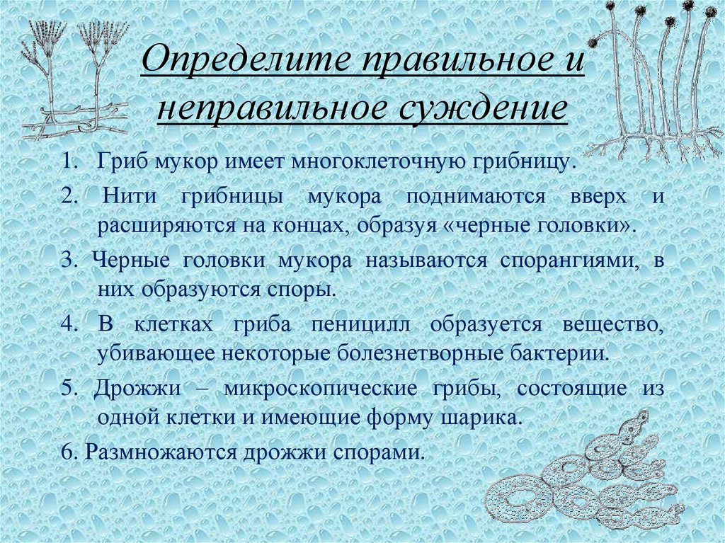 Неправильные суждения. Правильные и неправильные суждения. Микроскопические грибы дрожжи. Суждения о грибах. Микроскопический гриб имеющий форму шара.