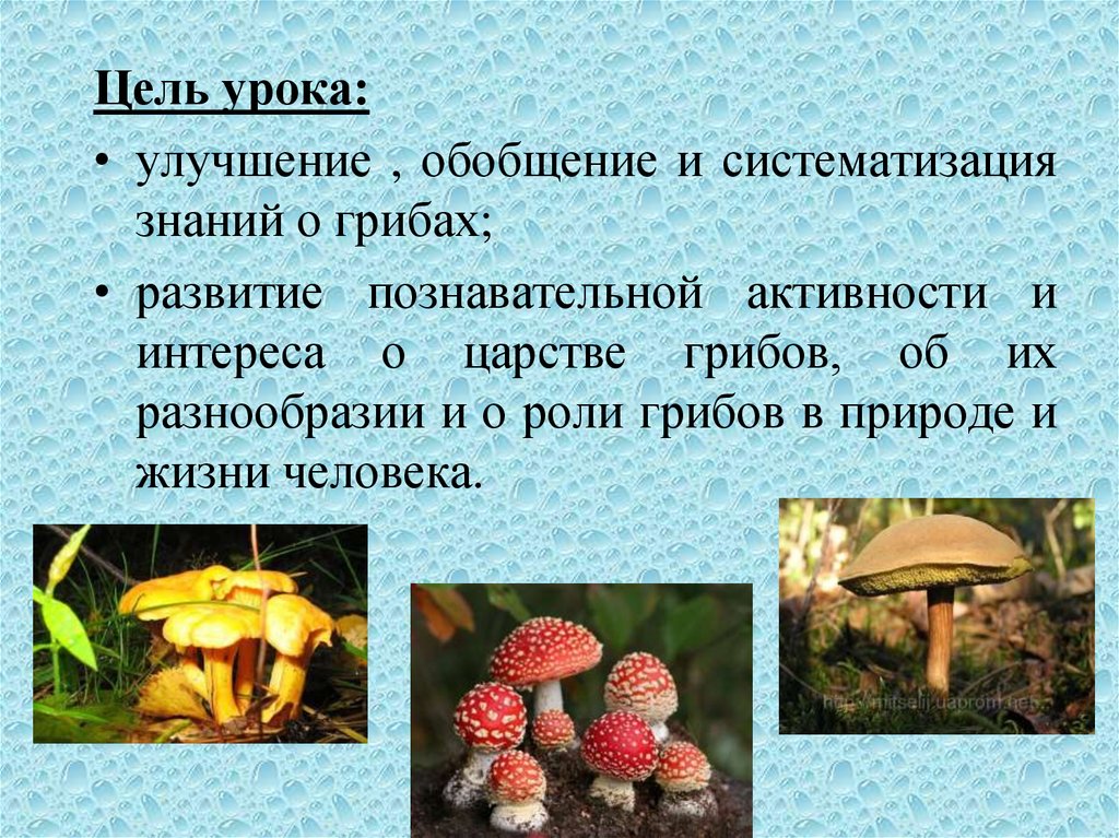 Грибы 5. Роль царства грибов в природе. Царство грибов 5 класс биология. Цели урока грибы. Царство грибы 5 класс биология.