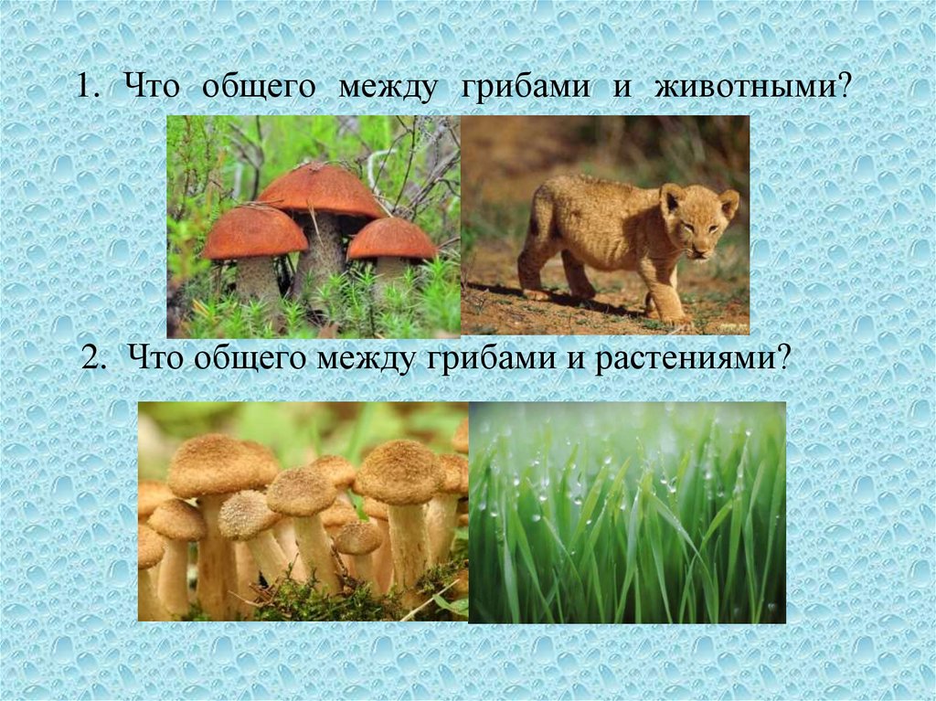 Что общего между грибами и растениями. Что общего между грибами и животными. Связь между грибами и животными. Грибы общее с растениями и животными. Гоибц и животные общее.