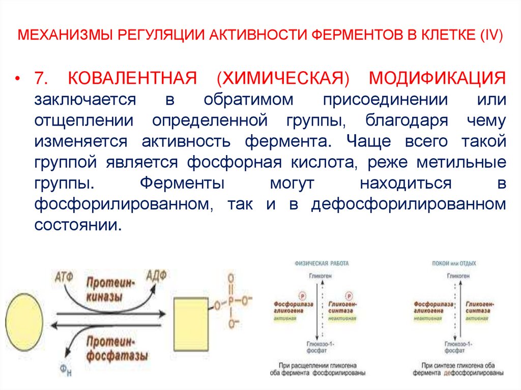 Регуляция активности ферментов ковалентная модификация. Регуляция активности ферментов путем структурной модификации.
