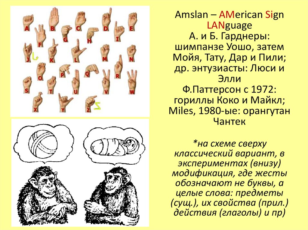 Рисунок к рассказу обезьяний язык