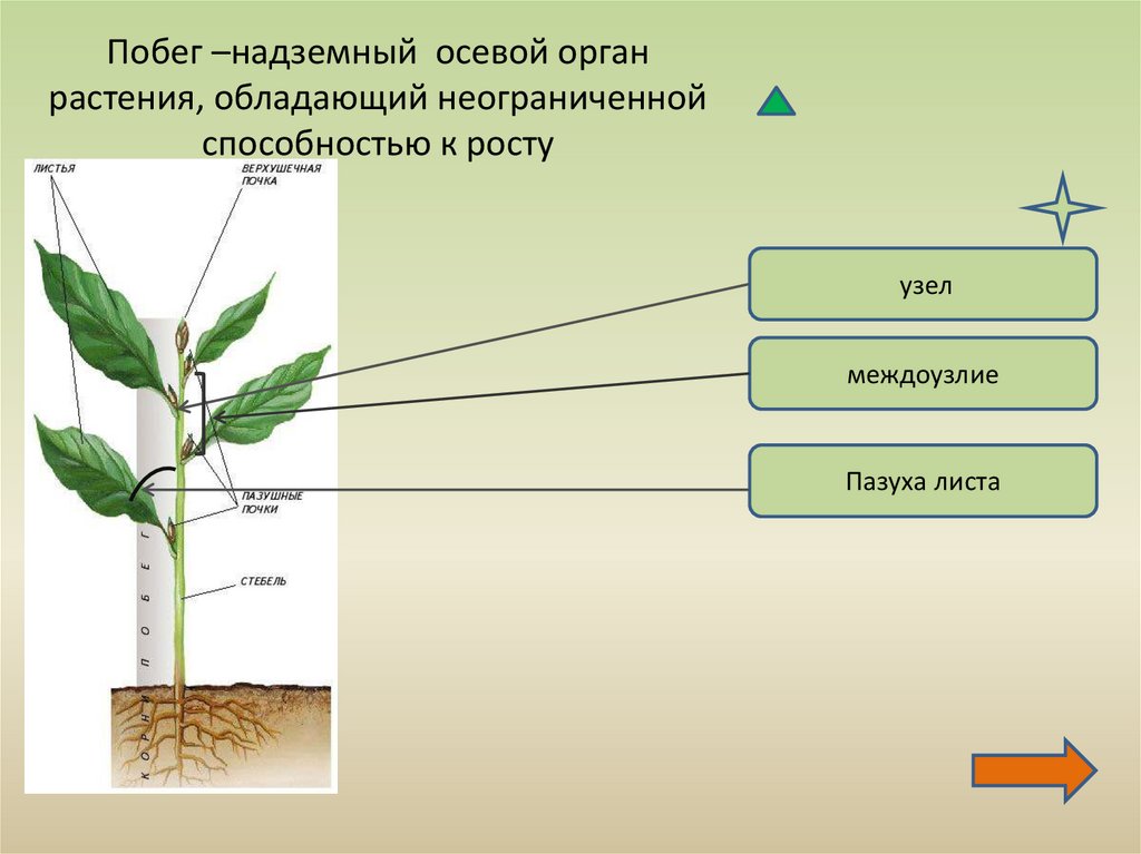 Органы растения 3 класс