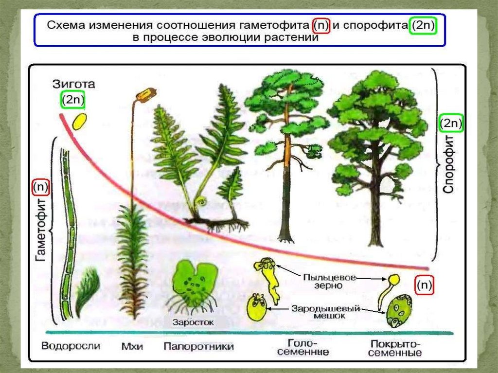 Подготовка по огэ по биологии растения презентация