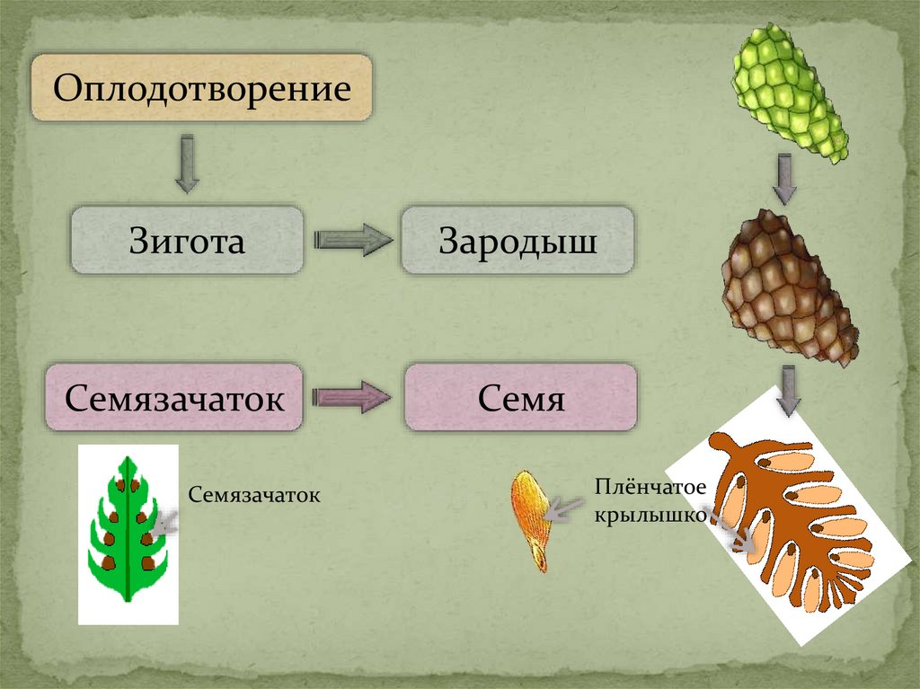 Строение семени голосеменных