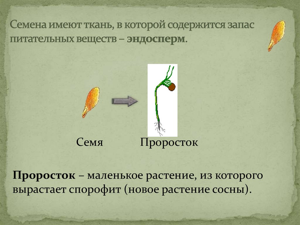 Запас питательных веществ в семени. Запас питательных веществ у растений. Запас питательных веществ в семени растения. Семена имеют.