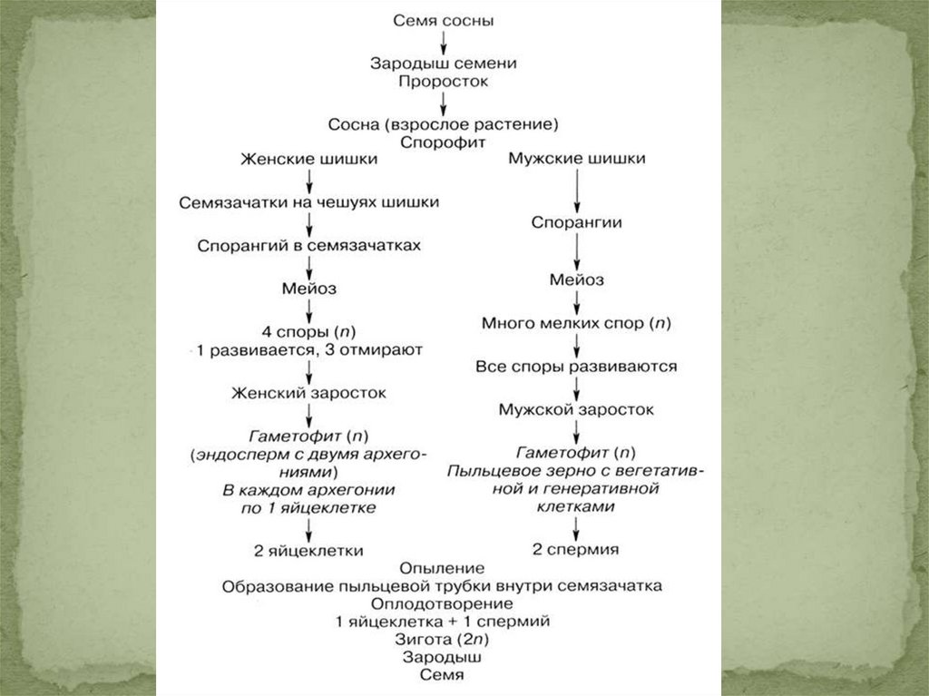 Классификация и цикл развития покрытосеменных растений 7. Цикл воспроизведения высших растений. Цикл развития высших растений схема 15. Жизненный цикл покрытосеменных растений схема. Цикл развития голосеменных.