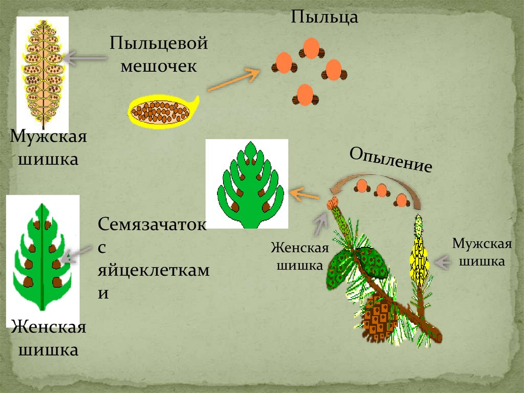 Цикл развития голосеменных схема с описанием