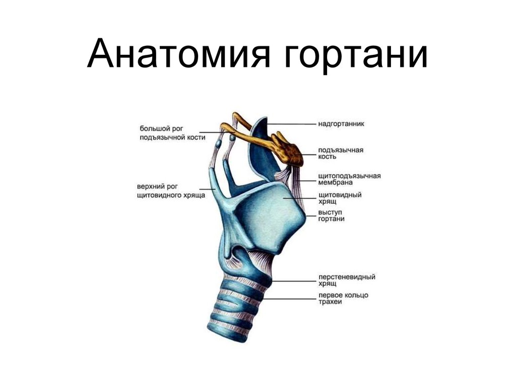 Гортань схема анатомия