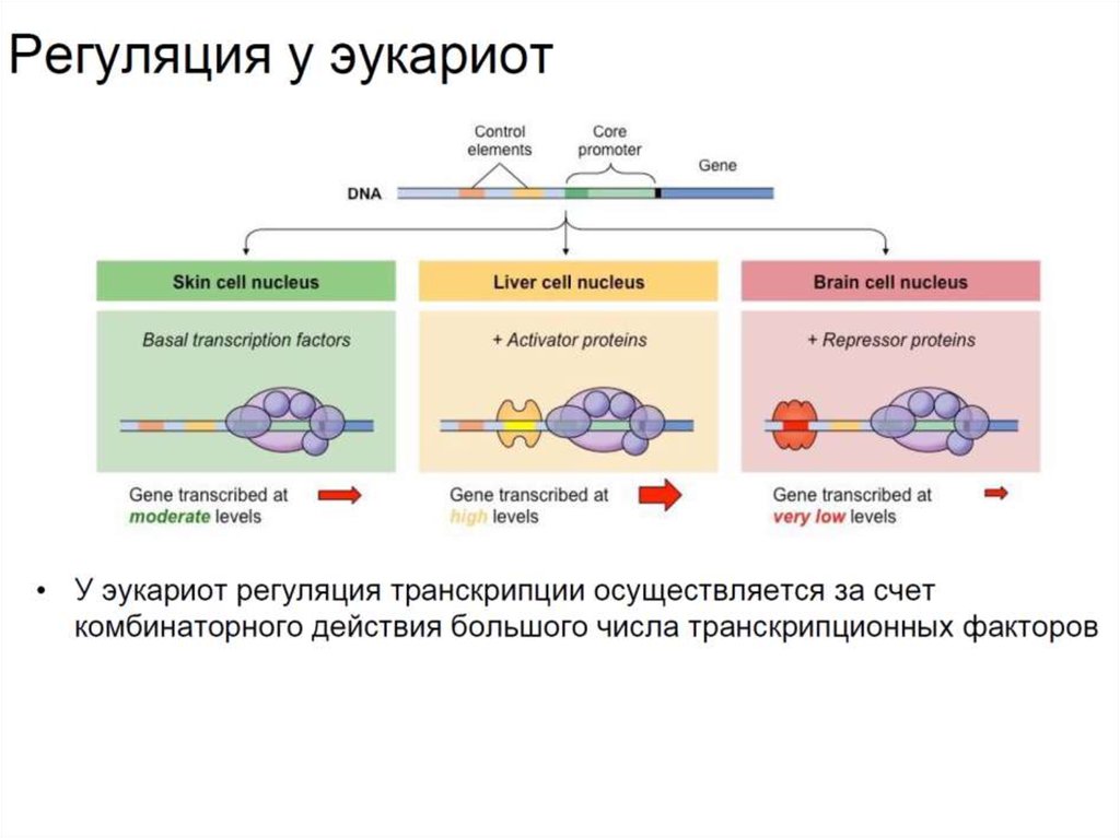 Развитие рнк. Эволюция РНК. ДНК полимеразы эукариот. ДНК полимеразы эукариот строение. РНК зависимая РНК полимераза.