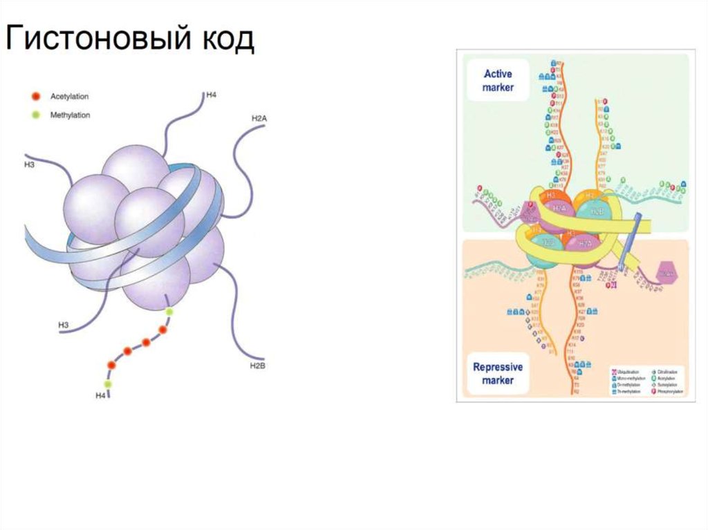 Развитие рнк. Эволюция РНК. РНК зависимая РНК полимераза. Мир РНК. РНК полимераза Сэмм Вайс.