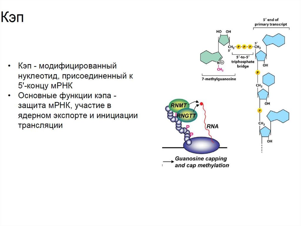 Развитие рнк. РНК зависимая РНК полимераза. Эволюция РНК. Мир РНК. РНК полимераза участвует в процессе.
