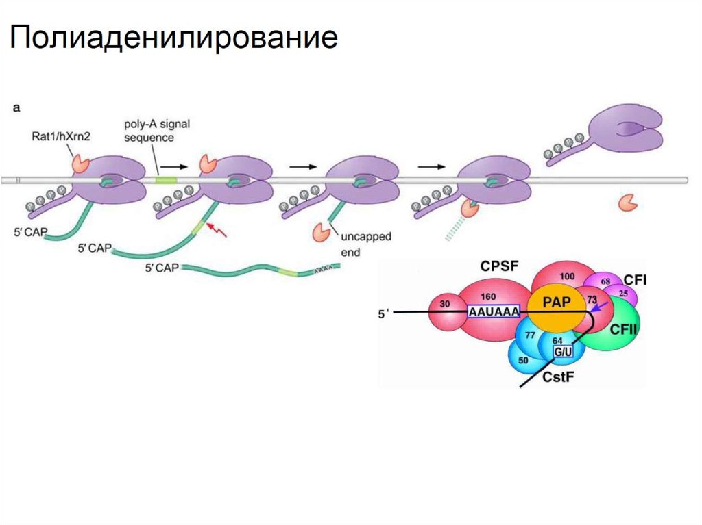 РНК полимераза биохимия. Эволюция РНК. РНК зависимая РНК полимераза. РНК полимераза функции.