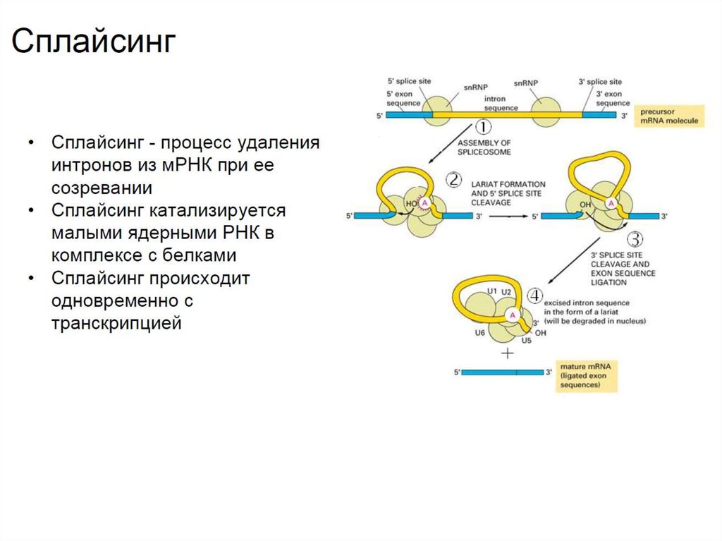 Рнк полимераза вирусов. Эволюция РНК. РНК зависимая РНК полимераза. Мир РНК.