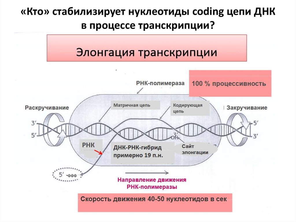Последовательность транскрибируемой цепи гена днк