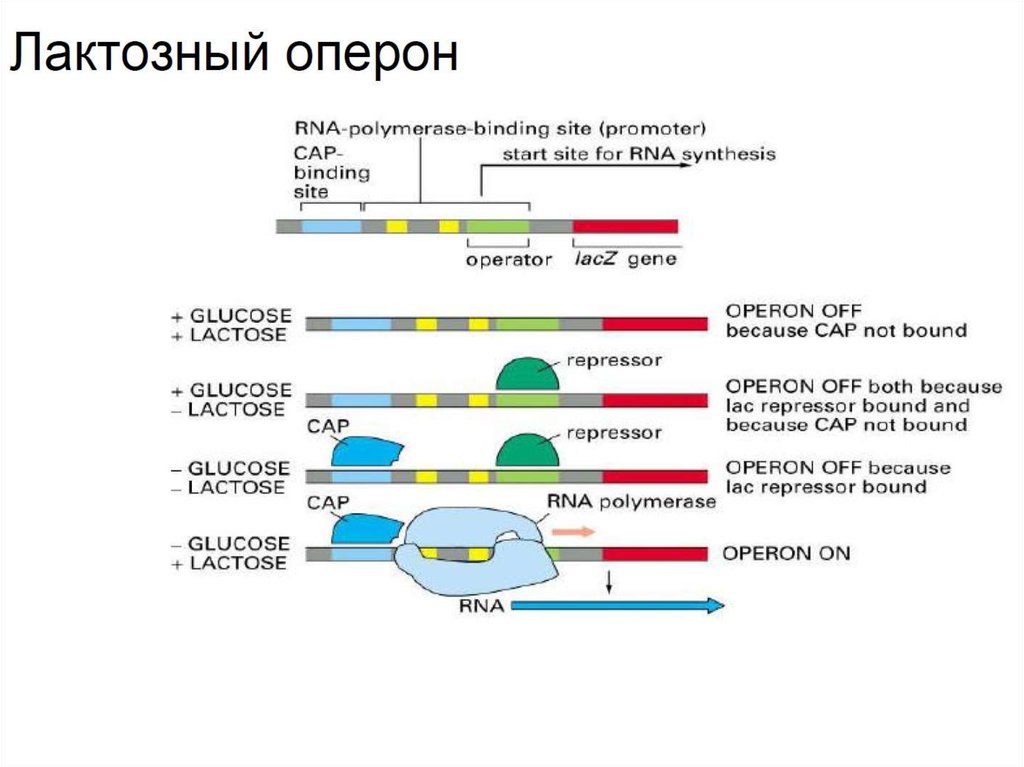 Развитие рнк. РНК-полимераза обладает активностью. Эволюция РНК. Бактериальная РНК полимераза. Направление движения РНК полимеразы.