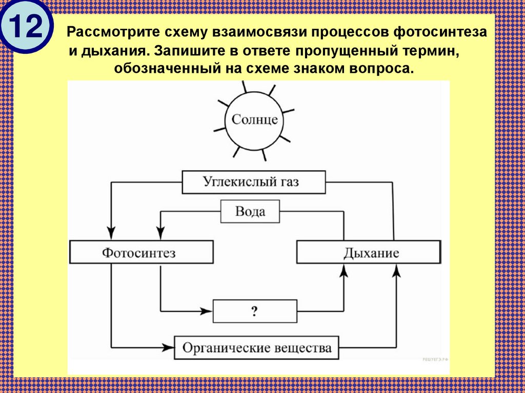 Рассмотри схему фотосинтеза какое вещество обозначено цифрой 1