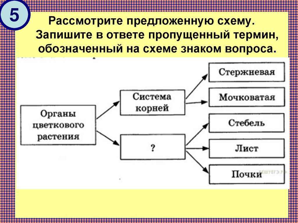 Рассмотрите предложенную схему классификации тканей зуба