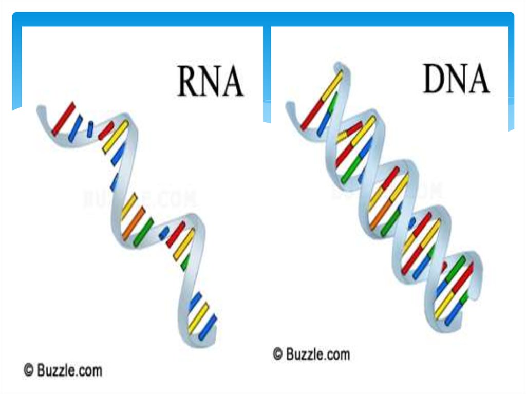 DNA (or deoxyribonucleic acid) - презентация онлайн