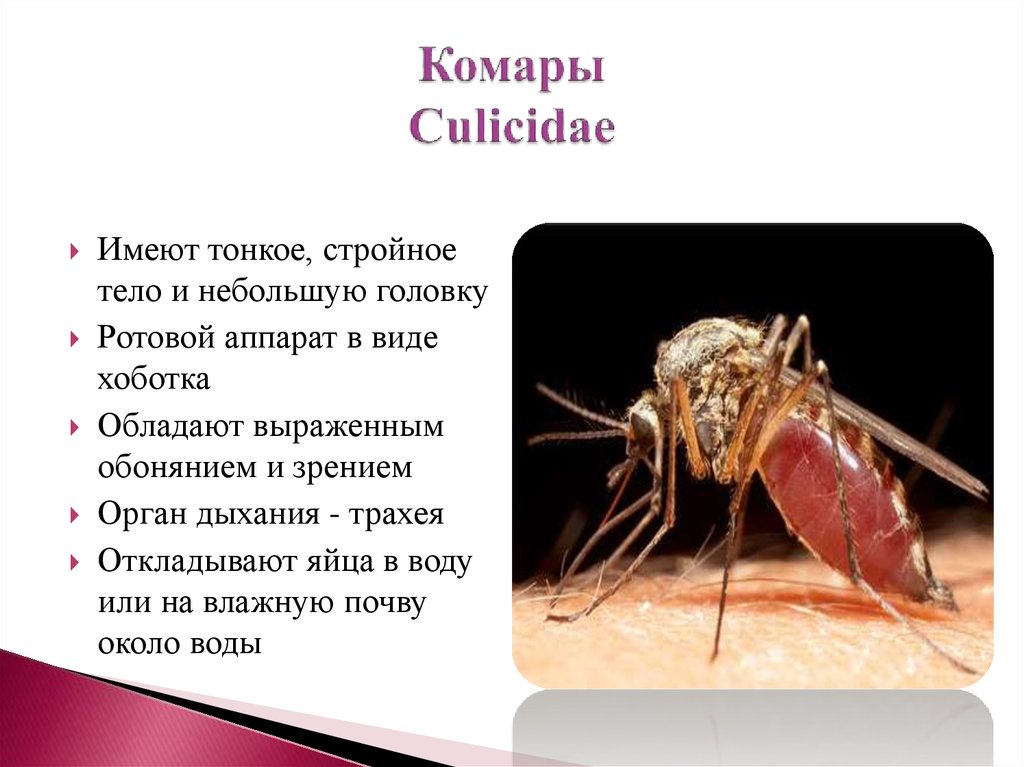 Комар какая среда. Комары презентация. Презентация про комаров. Комар описание. Доклад про комаров.