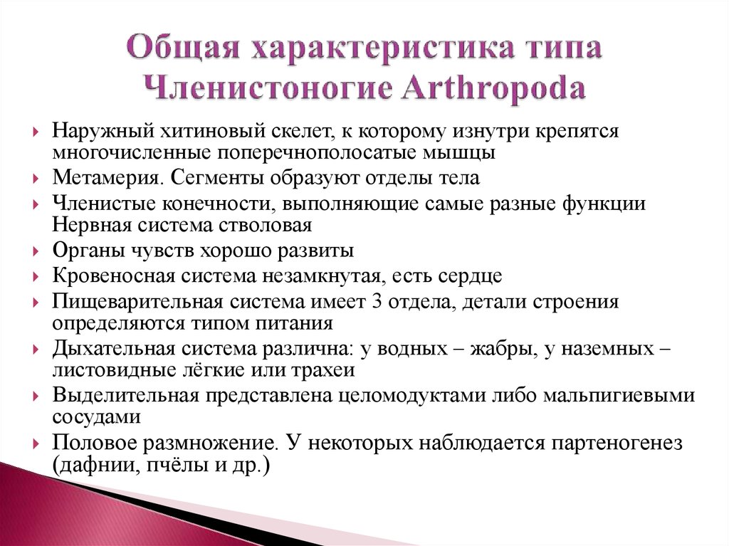 Признаки членистоногих. Тип Членистоногие общая характеристика. Характерные черты организации членистоногих. Основная характеристика членистоногих. Общая краткая характеристика членистоногих.