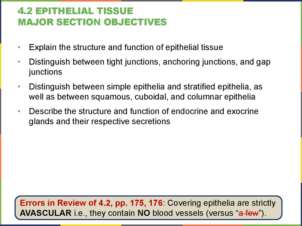 4.2 Epithelial tissue Major section Objectives