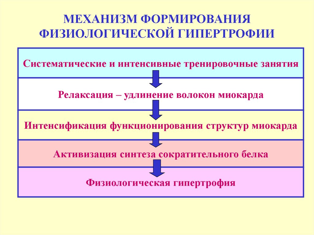 Физиологическое формирование. Механизм развития гипертрофии миокарда. Механизм патологической гипертрофии миокарда. Механизмы физиологической и патологической гипертрофии миокарда.. Механизмы формирования гипертрофии..