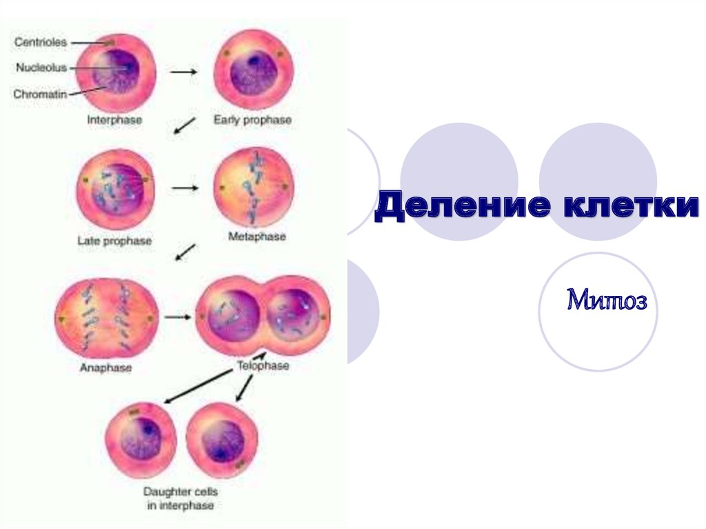 Презентация по теме деление клетки митоз 10 класс