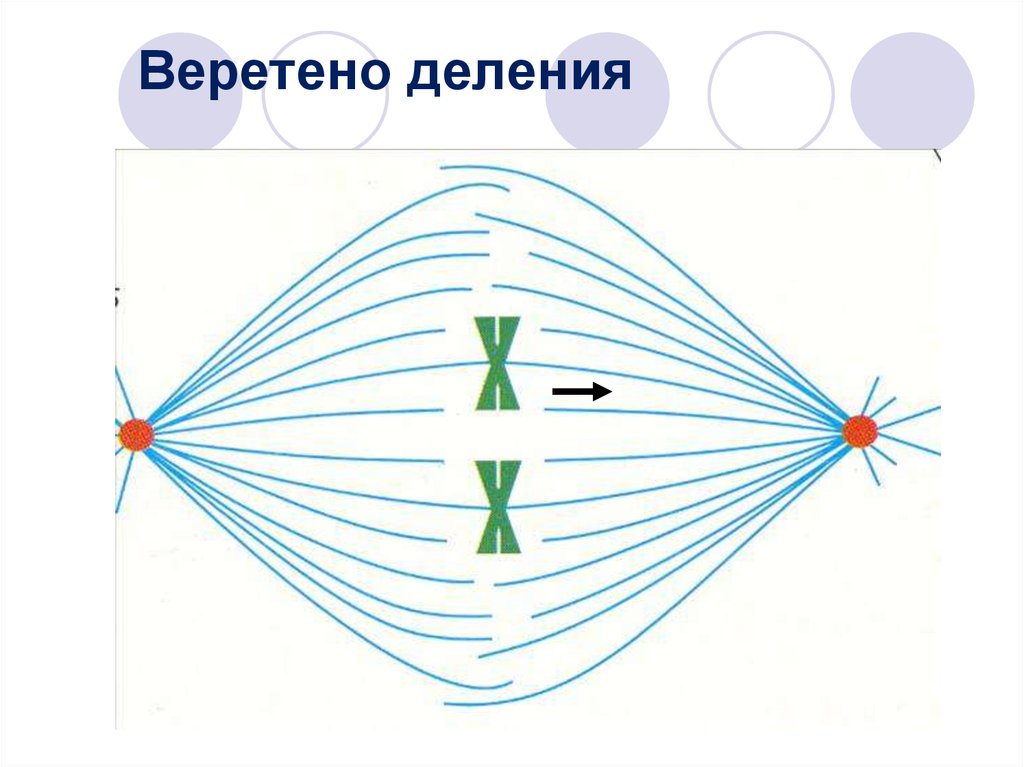 Веретено клетки. Нити веретена деления функции. Веретено деления. Веретено деления формируется в. Веретено деления строение.