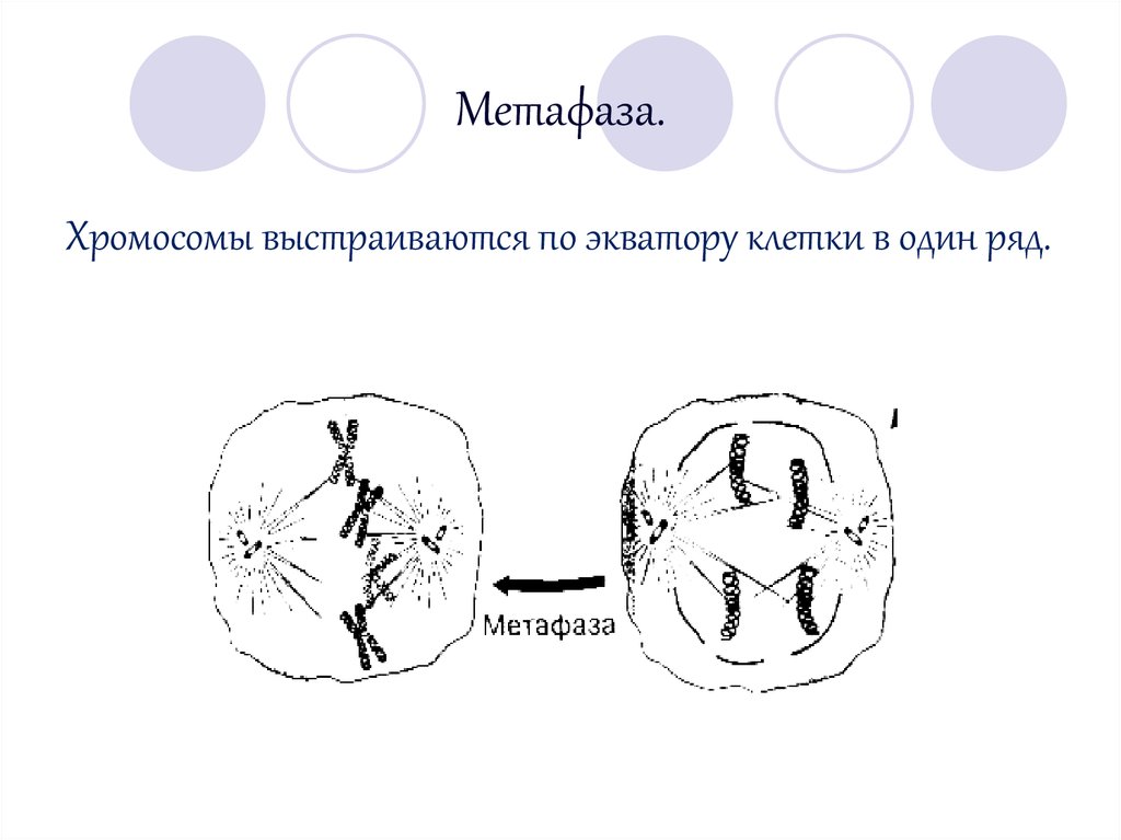 Какая фаза деления изображена на рисунке