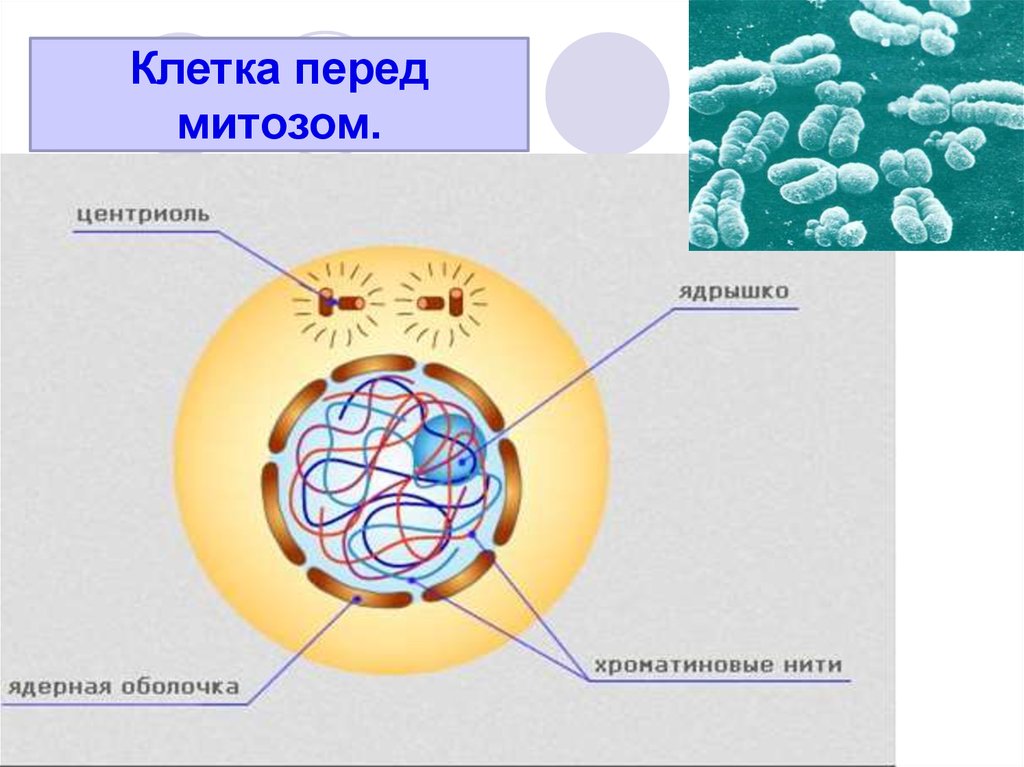 Дочерняя клетка после деления. Деление клетки. Дочерние клетки это. Презентация на тему деление клетки. Деление клетки митоз.