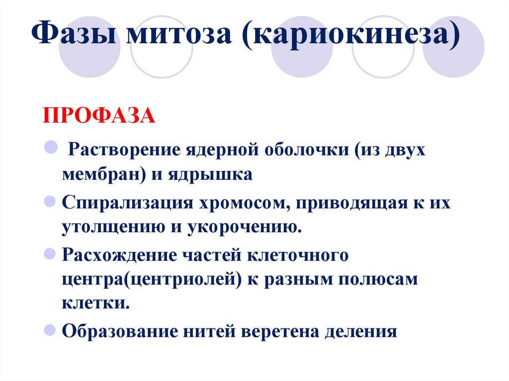 Кариокинез. Кариокинез в какой фазе. Кариокинез это в биологии. Термин кариокинез.