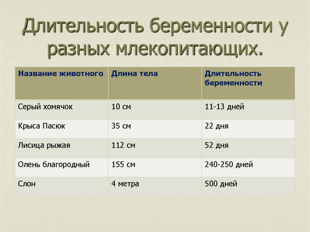 Беременность длится дней. Длительность беременности. Продолжительность беременности у разных животных. Длительность беременности у млекопитающих. Продолжительность беременности у разных животных таблица.