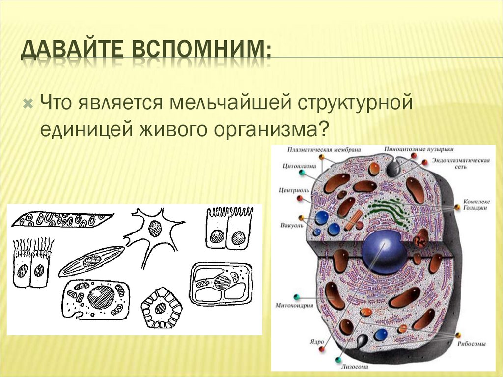 Структурная и функциональная единица всех живых организмов. Структурная единица живого. Что является структурной единицей живого организма. Основная структурная единица всех живых организмов. Элементарной единицей живого организма является.