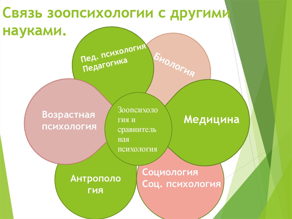 Другие знания. Связь зоопсихологии с другими науками. Связь зоопсихологии и сравнительной психологии с другими науками. Объект и предмет сравнительной психологии. Зоопсихология и сравнительная психология.