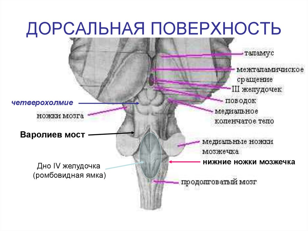 Поверхности заднего мозга. Варолиев мост дорсальная поверхность. Дорсальная поверхность варолиева моста. Вентральный отдел промежуточного мозга. 4 Желудочек ромбовидная ямка.