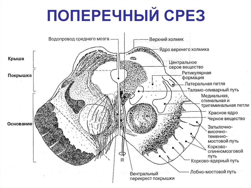 Схема поперечного среза спинного и продолговатого мозга