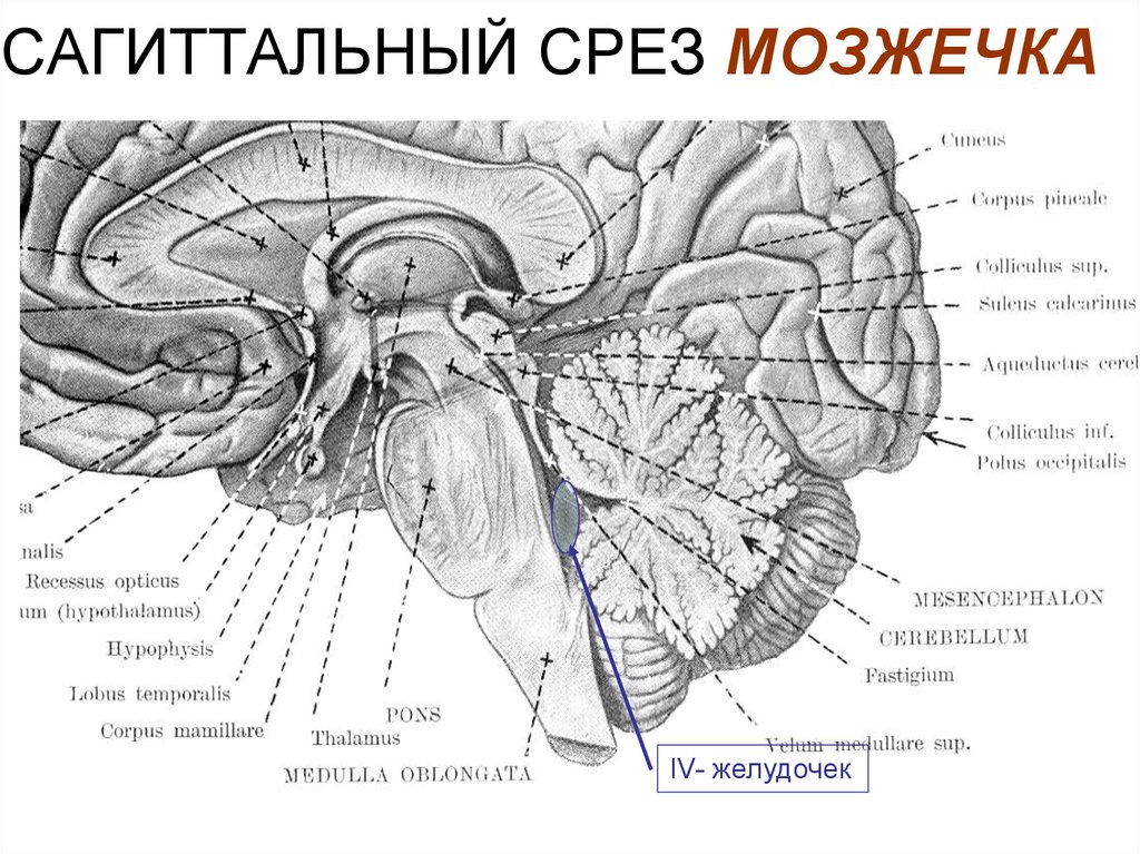 Средние ножки мозжечка. Схема строения ствола мозга Сагиттальный срез. 4 Желудочек головного мозга Сагиттальный срез. Срез мозжечка анатомия. 4 Желудочек мозжечка.