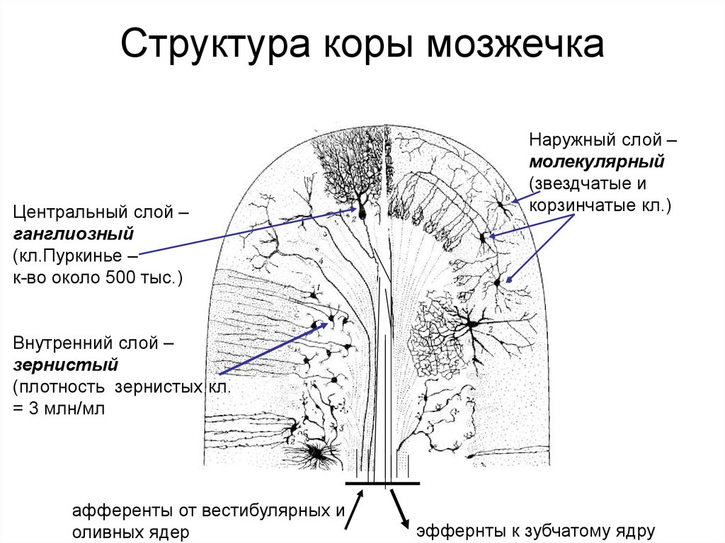 Схема коры мозжечка