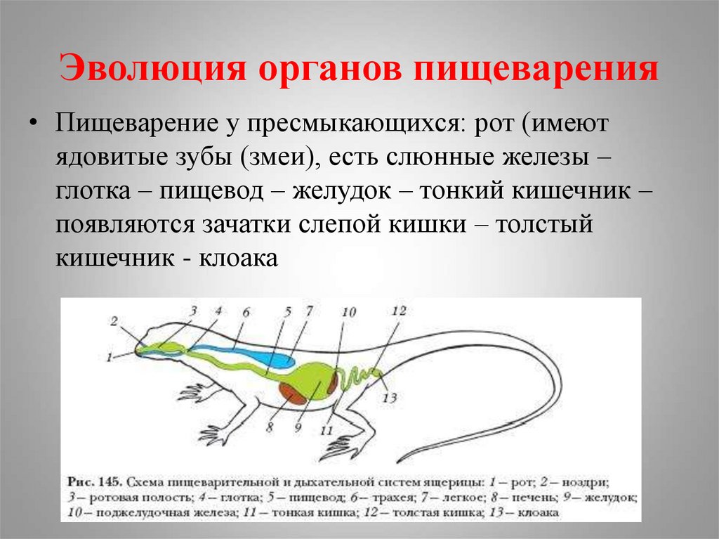 Эволюция пищеварительной системы презентация