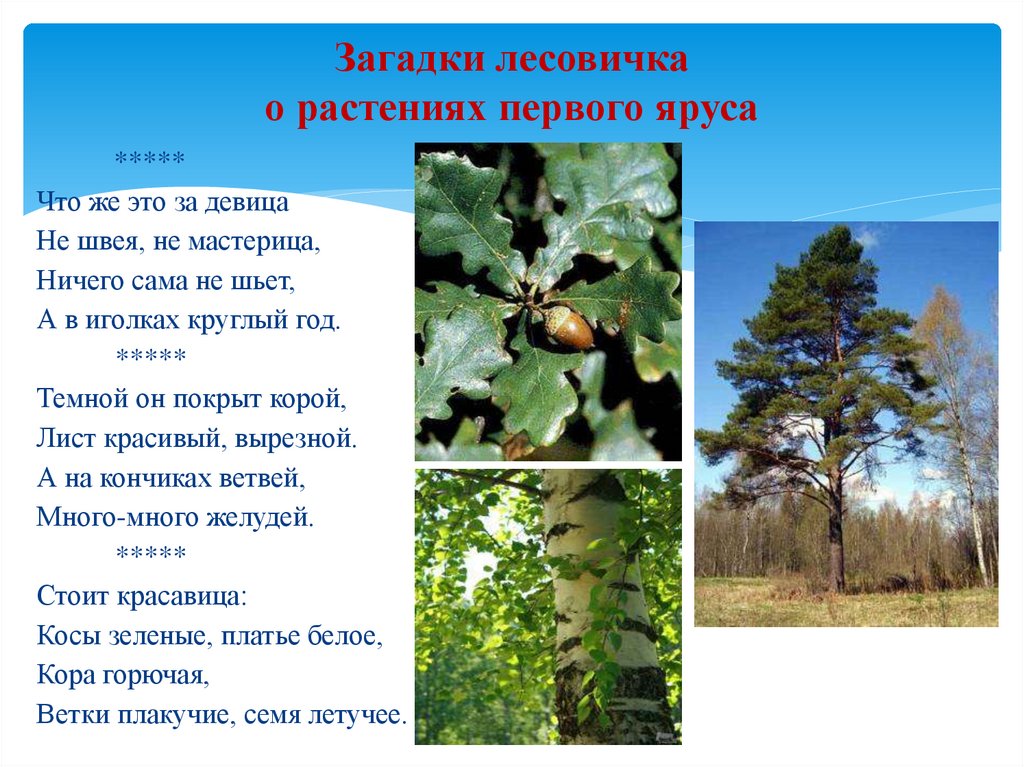 Средний ярус. Растения первого яруса. Растения первого яруса в природе. Загадка тёмной он покрыт корой. Цветки 1 ярус.