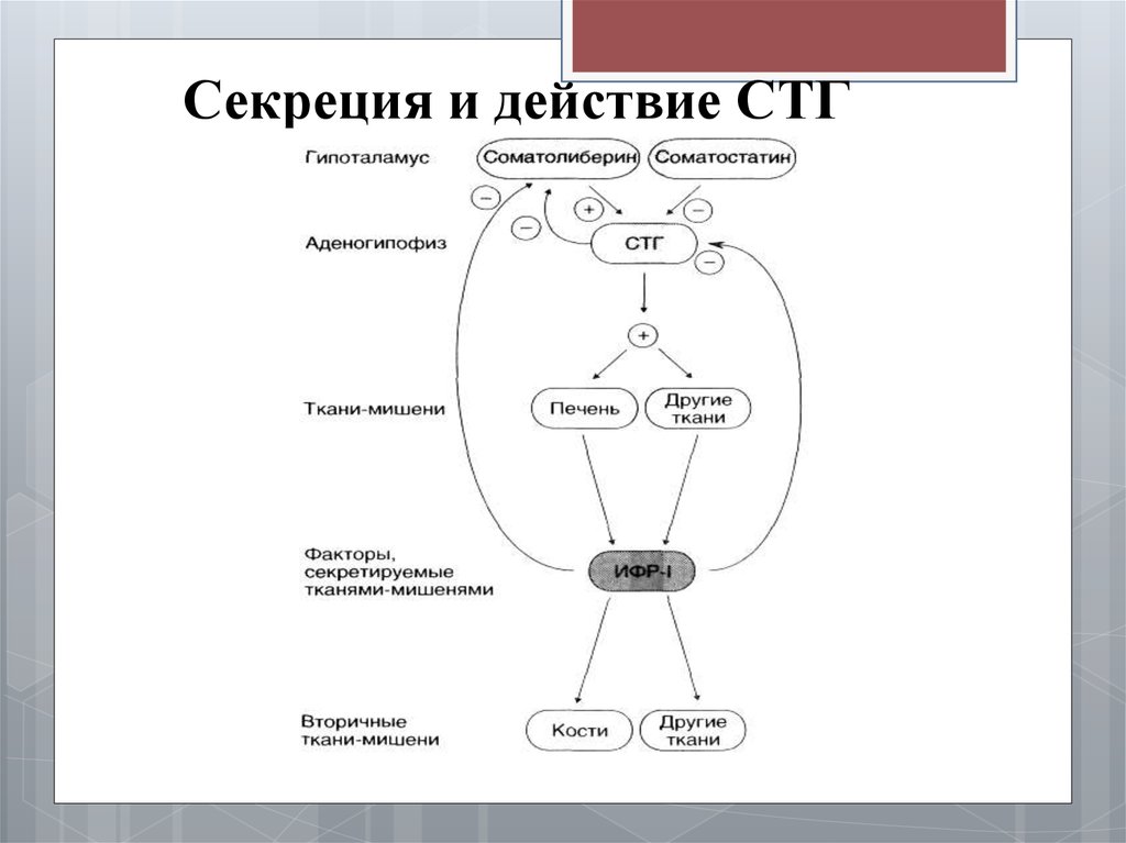 Схема гормон роста