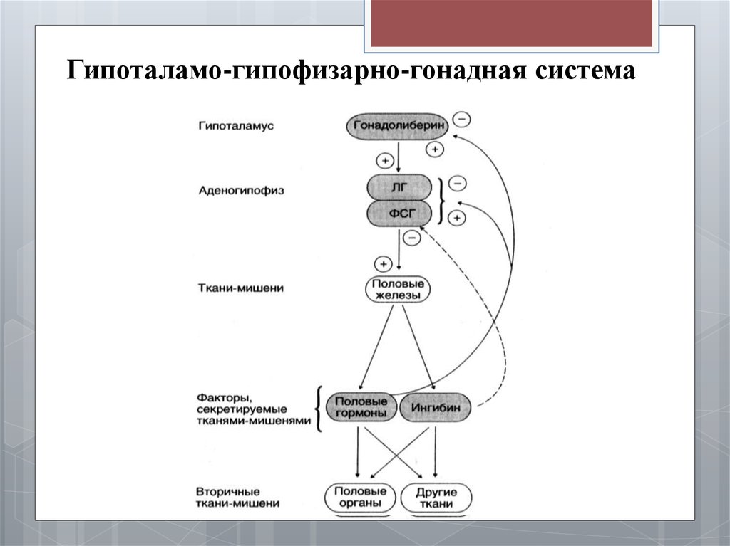 Схема связей в гипоталамо гипофизарной системе