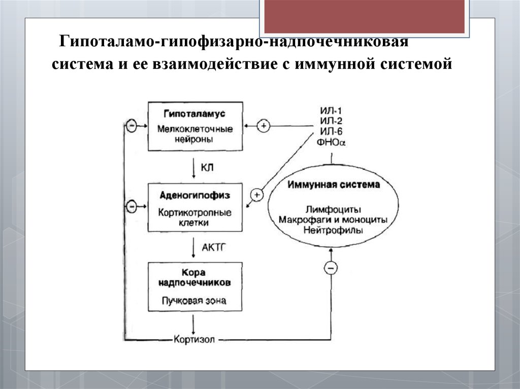 Гипоталамо гипофизарно надпочечниковая система