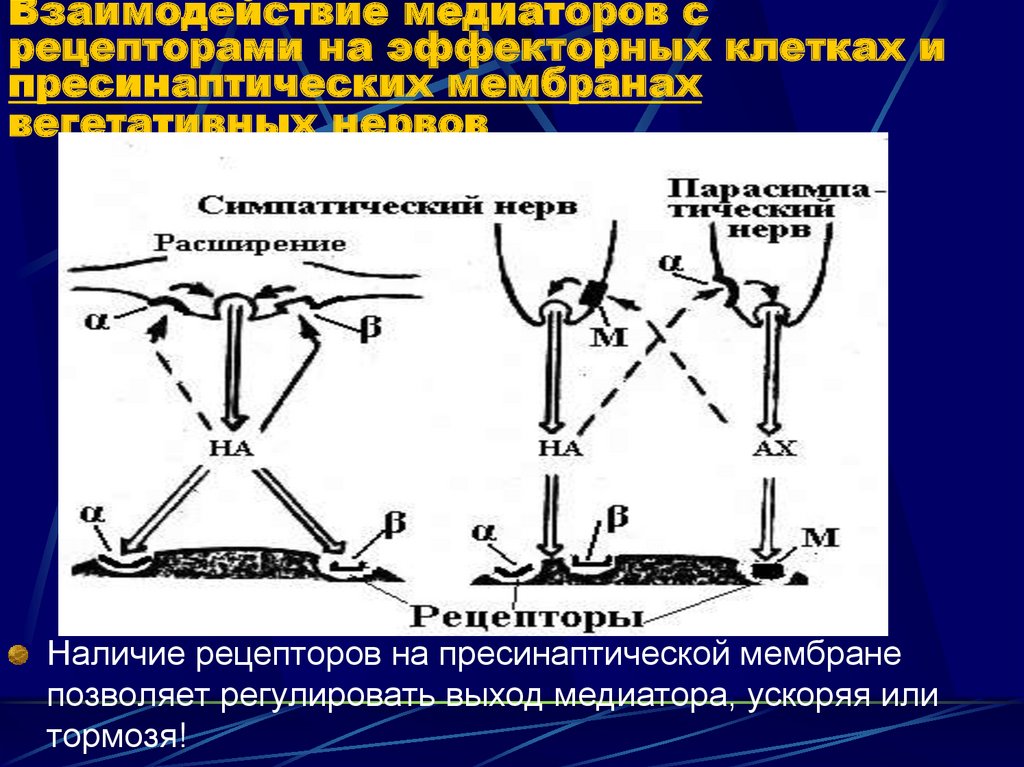 Рецепторы медиаторов. Взаимодействие медиатора с рецепторами. Взаимодействие медиатора с рецепторами постсинаптической мембраны. Взаимодействие медиатора с рецепторами пресинаптической мембраны. Медиатор в пресинаптичесерй мембране.