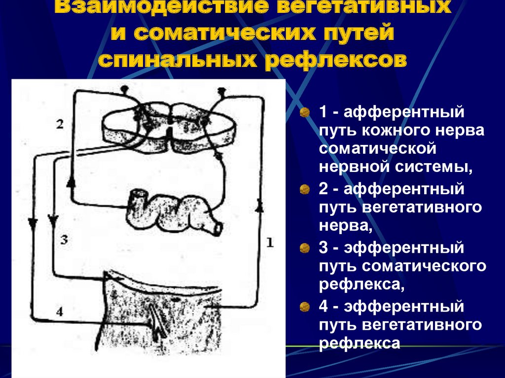 Хватательный рефлекс соматический или вегетативный