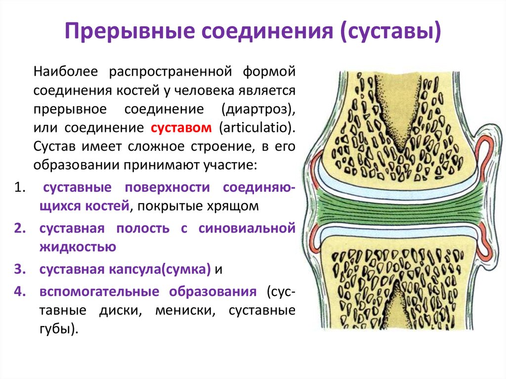 Суставное соединение костей. Прерывные соединения костей суставы. Классификация прерывных соединений костей. Соединение костей прерывные соединения - суставы. Прерывные соединения костей кратко.