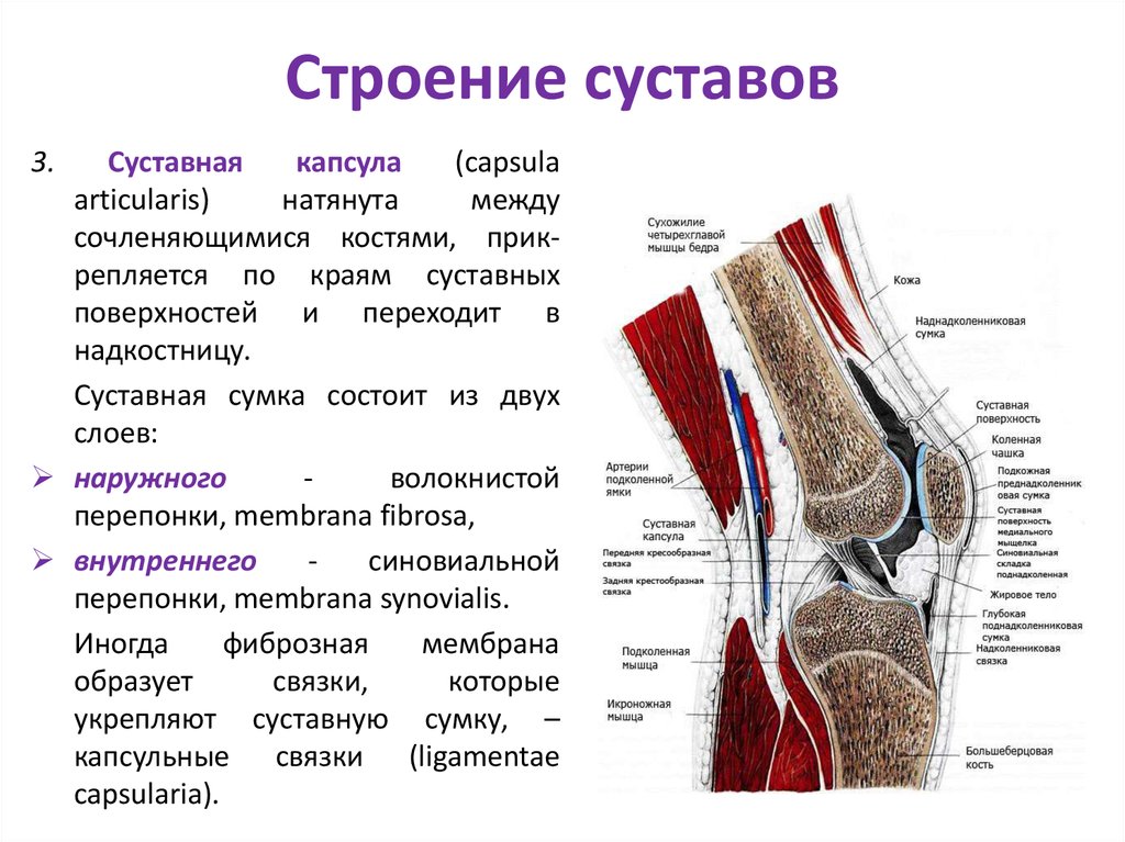 Виды костей строение суставов. Коленный сустав анатомия функции. Коленный сустав схема строения сустава. Коленный сустав строение и функции. Коленный сустав характеристика анатомия.