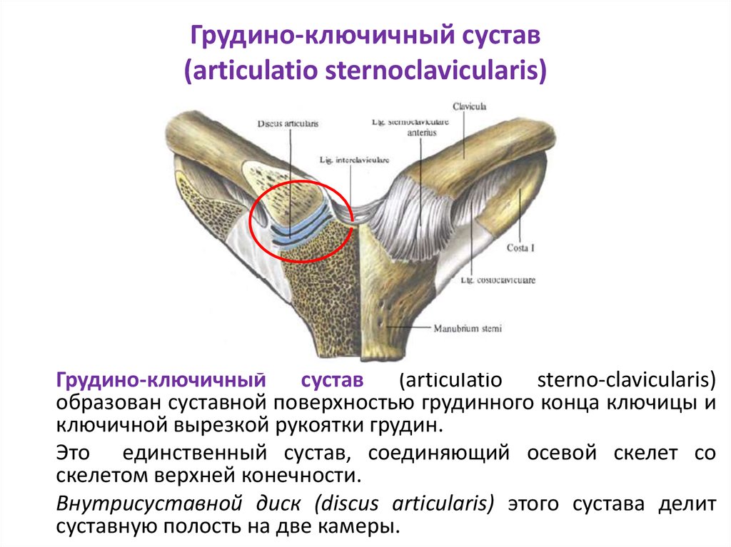 Сочленения ключицы. Кости образующие грудино ключичный сустав. Грудино ключичный сустав функции. Суставные поверхности грудино-ключичного сустава.