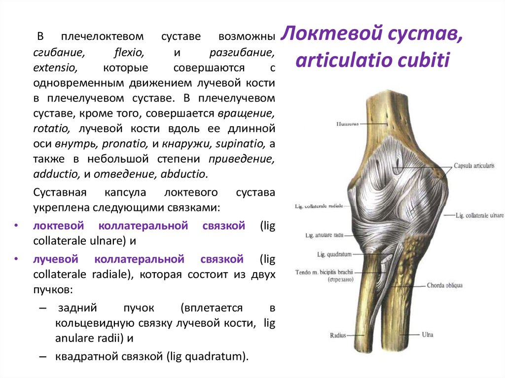 Соединения локтевой кости. Локтевой сустав сустав анатомия. Локтевой плечелоктевой сустав. Анатомия локтевого сустава Синельников. Плечелоктевой сустав строение.